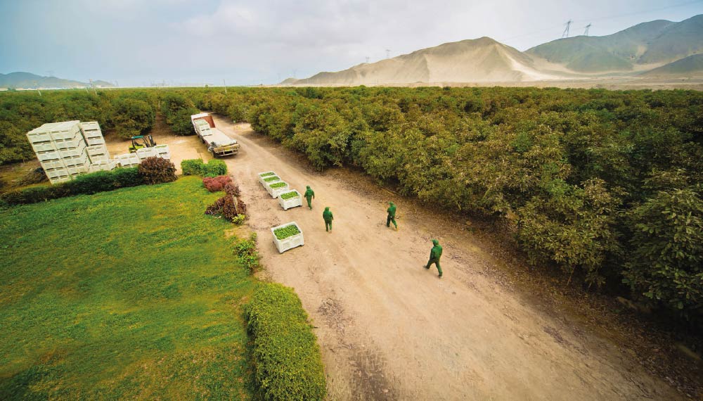 INDUSTRIA DE LA PALTA SIGUE EN ASCENSO